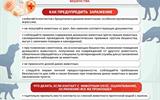 Листовка бешенство